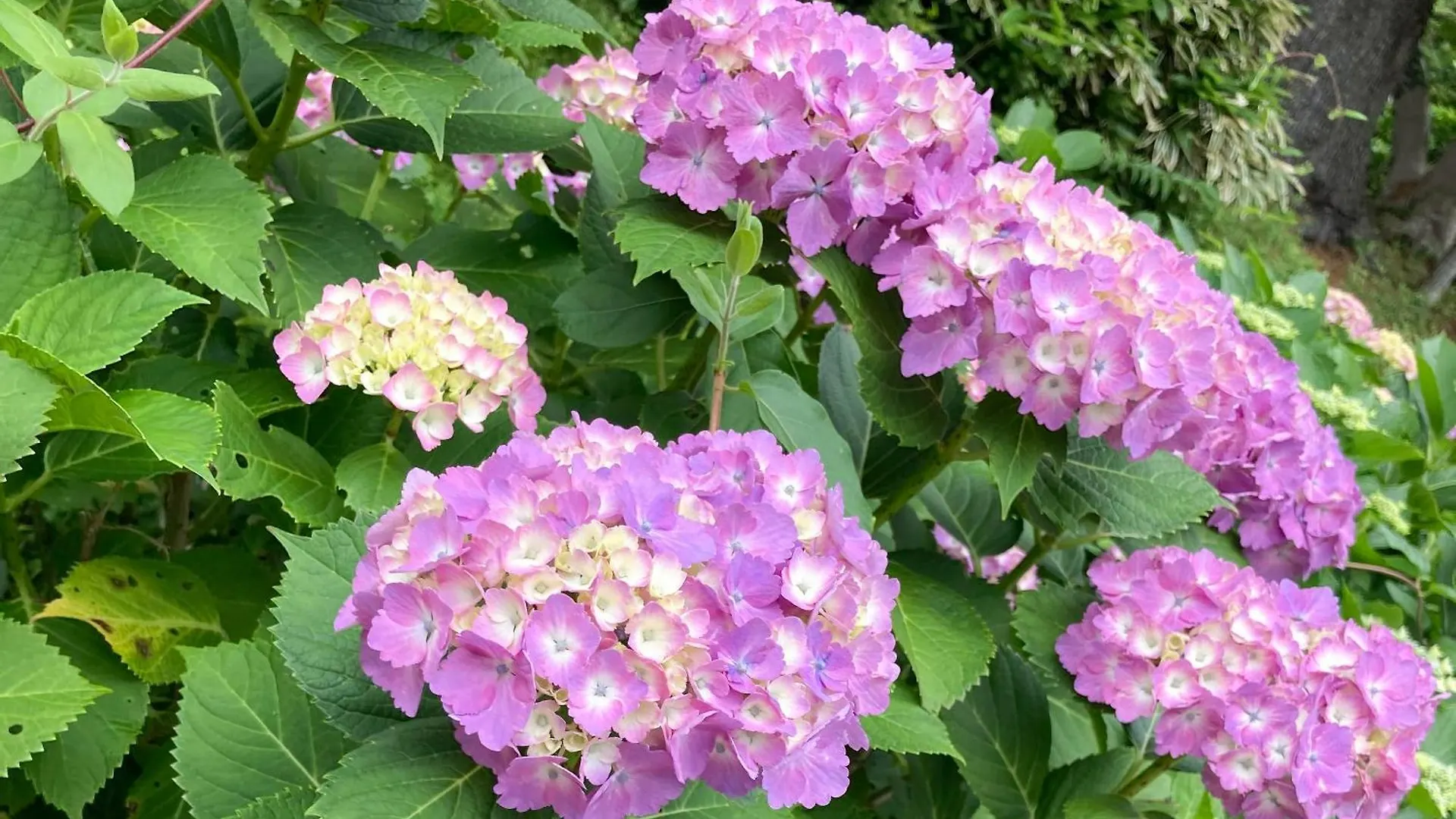 Hakone Doma Villa 0*,  Japan